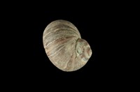 藏品(玉黍螺)的圖片